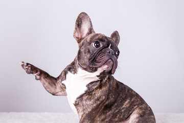 French bulldog lifting his paw