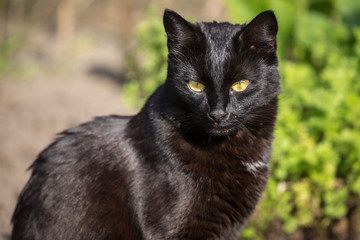 Naklejka na ściany i meble Serious black cat portrait closeup with yellow eyes in nature on sun. Look at camera