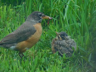 Parent feeding baby robin