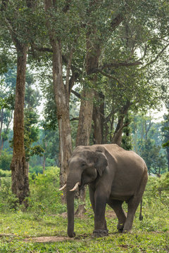 Fototapeta Coorg, India - October 29, 2013: Dubare Elephant Camp. Young chained male elephant stands in the green jungle under gray sky.
