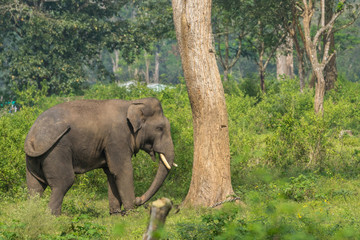 Fototapeta na wymiar Coorg, India - October 29, 2013: Dubare Elephant Camp. Closeup of Young chained male elephant stands in the green jungle under gray sky.