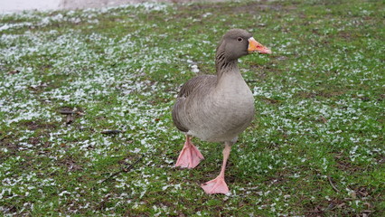 Oie cendrée, Parc de La Tête d.Or, Lyon