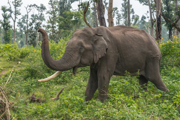 Obraz premium Coorg, India - October 29, 2013: Dubare Elephant Camp. Full body closeup of chained male elephant with one tusk standing in the green jungle an lifting its trunk.