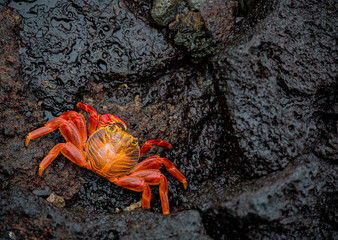 Crab on Lava #1 