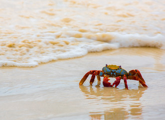 Crab on Sand Beach - Front View