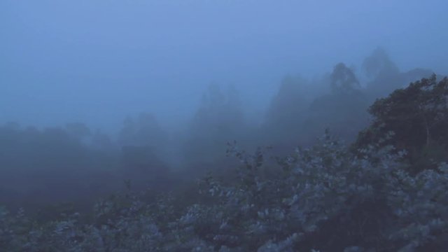 Footage of South American rainforest from the andes mountain range covered in dense fog moving across pine and eucalyptus trees during one dark afternoon
