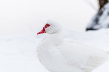 Muscovy Duck on the snow near frozen water