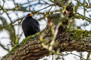 The common blackbird (Turdus merula)