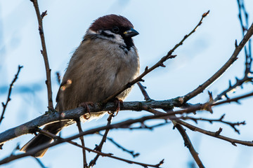 The house sparrow (Passer domesticus)