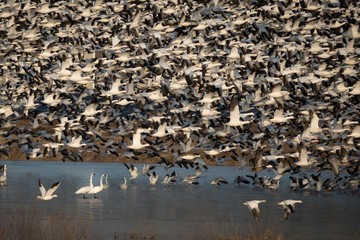 avian air traffic II