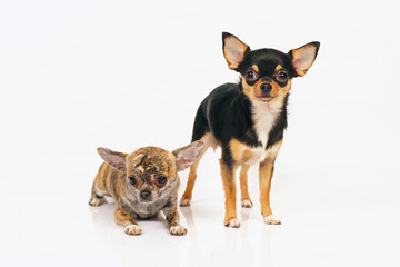 Short-haired brindle and short-haired tricolor Chihuahua dogs posing indoors on a white background