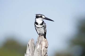 Woodland kingfisher sitting on a branch