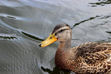 Wildente auf dem See