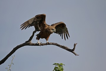 African eagle taking off from a branch