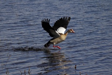 African goose landing on a river