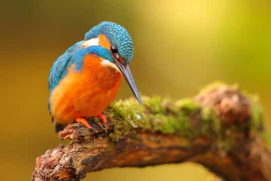 King fisher perched in a branch with colorful background