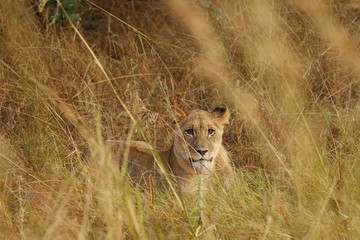 Watching lioness cub lying in the grass