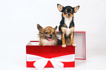 Long-haired brindle and short-haired tricolor Chihuahua dogs posing indoors in a big red gift box on a white background