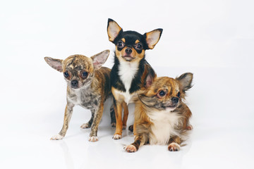 Short-haired brindle, long-haired brindle and short-haired tricolor Chihuahua dogs posing together on a white background