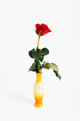 Close up of single red rose, a gift for Valentine's Day and a symbol for love, in small vase on white background