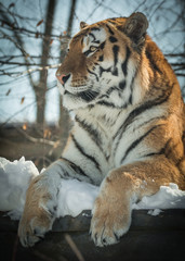 Naklejka premium Siberian Tiger - Amur Tiger - Panthera Tigris Tigris - Resting In The Snow