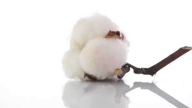 Cotton plant buds. Fluffy cotton bolls closeup rotation on white background with reflection. 4K UHD video footage. 3840X2160