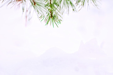 Branches of pine needles on the background of white snow.