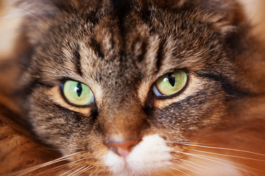 Close up of beautiful green cat eyes of a tabby cat with selective focus. 