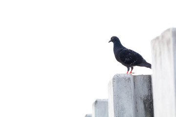 Dove standing alone outdoor