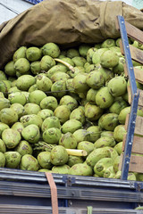 Pile of coconuts in truck bodywork