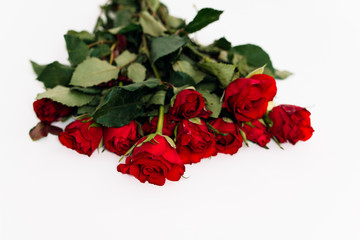 Close up of spray or bouquet of red roses as gift for Valentine's Day and romantic symbol for love lying on white background