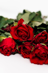 Close up of spray or bouquet of red roses as gift for Valentine's Day and romantic symbol for love lying on white background