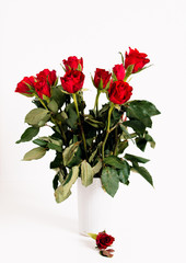 Close up, low angle view shot of spray or bouquet of red roses as gift for Valentine's Day and romantic symbol for love in light grey vase on white background