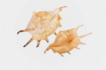 Fototapeta premium Two views of a shell of the orange spider conch (Lambis crocata) isolated on white background with clipping path