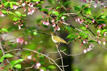 桜の花とムシクイ