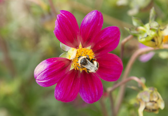  bumble bee on purple flower.