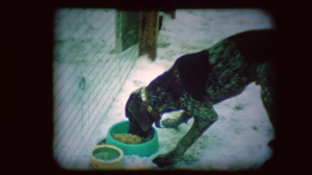 Archival footage of a bird dog eating and running