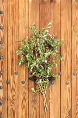 Europe, Spain, Balearic Islands, Mallorca. Olive branches on local doors during Easter celebration.