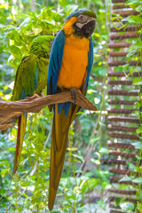 Colorful parrots sitting on a branch