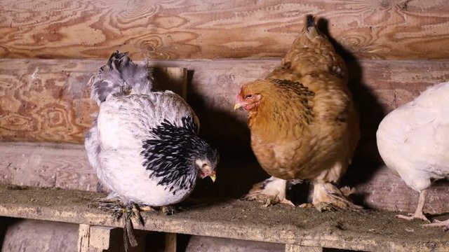 Domestic chickens sitting on a roost in the chicken coop
