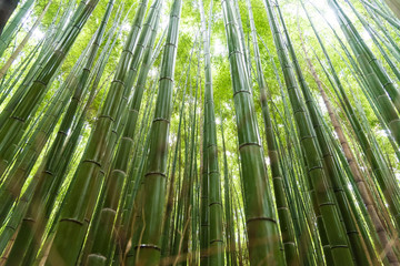 Green bamboo forest, Arashiyama Bamboo Grove a famous landmark in Japan with sunlight in autumn seasonal  ,Travel in Arashiyama Kyoto Japan .