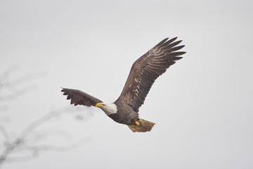 bald eagle (Haliaeetus leucocephalus) flying near boundry bay, Vancouver, BC