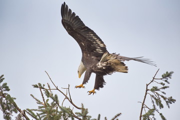 bald eagle (Haliaeetus leucocephalus) flying in for a landing.