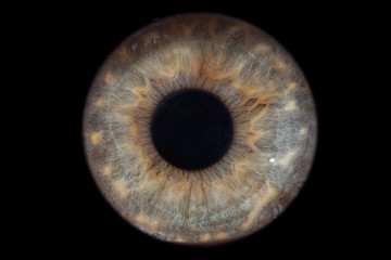 Closeup macro iris of female green eye isolated