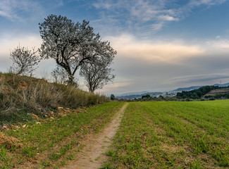 Fototapeta na wymiar Path in green field with almond blossom and blue sky