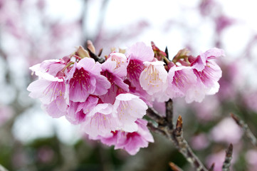 寒緋桜