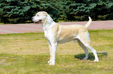 Central Asian Shepherd Dog profile.  Central Asian Shepherd Dog stands on the grass in the park.