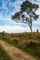 Obraz premium Tree with blue sky