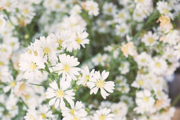 Obraz na płótnie Canvas White cutter flower blossom, flower background