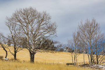 Park Bench in the Trees